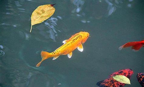 養水魚|什麼是養水？